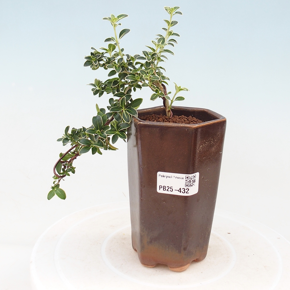 Bonsai do wnętrz - Serissa foetida Variegata - Drzewo tysiąca gwiazd