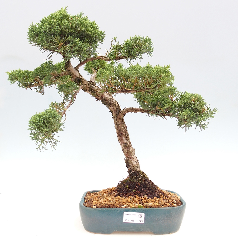 Bonsai plenerowe - Juniperus chinensis  - chiński jałowiec 