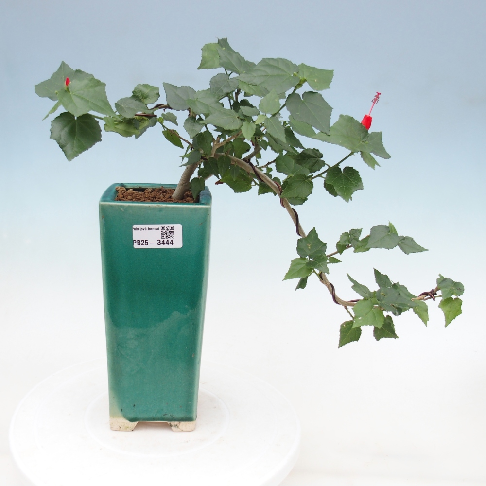 Bonsai domowe - Malvaviscus arboreus