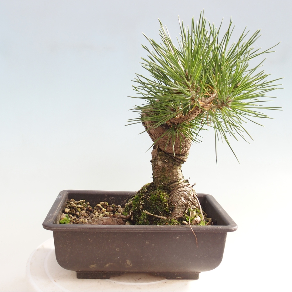 Outdoor bonsai - Pinus thunbergii - sosna Thunberga