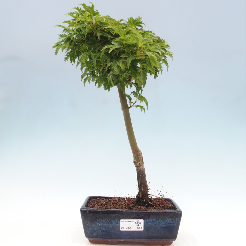 Bonsai zewnętrzne - klon Acer palmatum Shishigashira