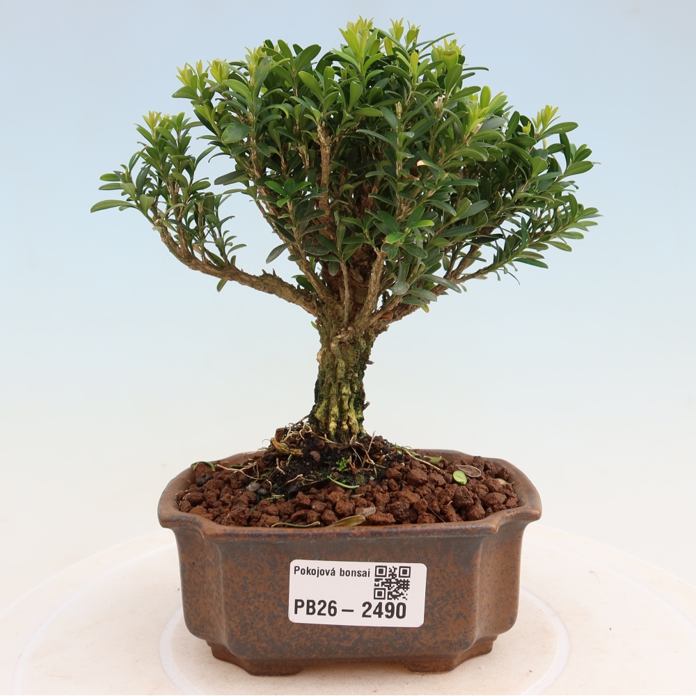 Pokój bonsai - Buxus harlandii - buxus korkowy