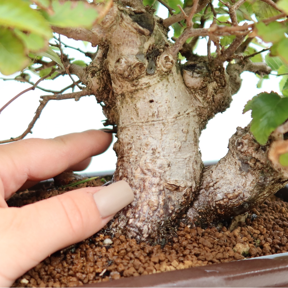 Outdoor bonsai - Carpinus CARPINOIDES - grab koreański
