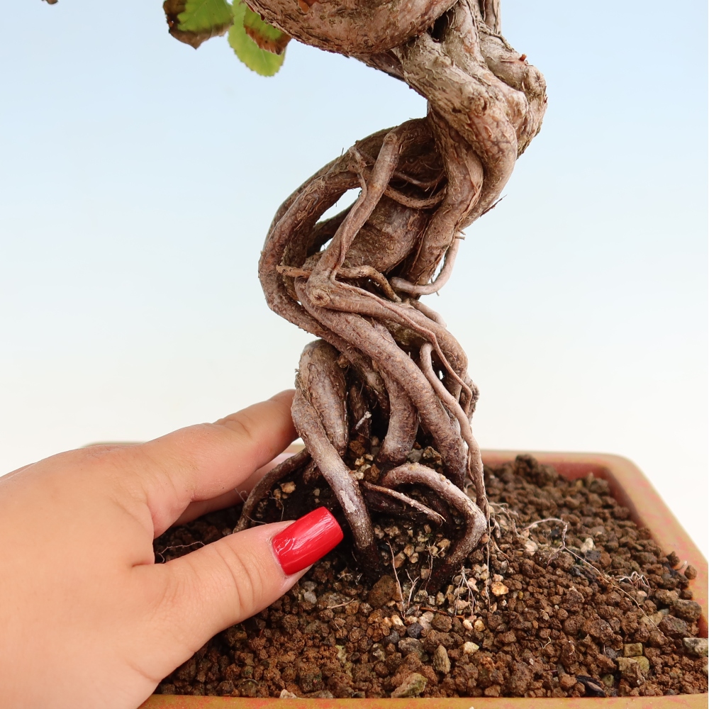 Outdoor bonsai - Carpinus coreana - grab koreański