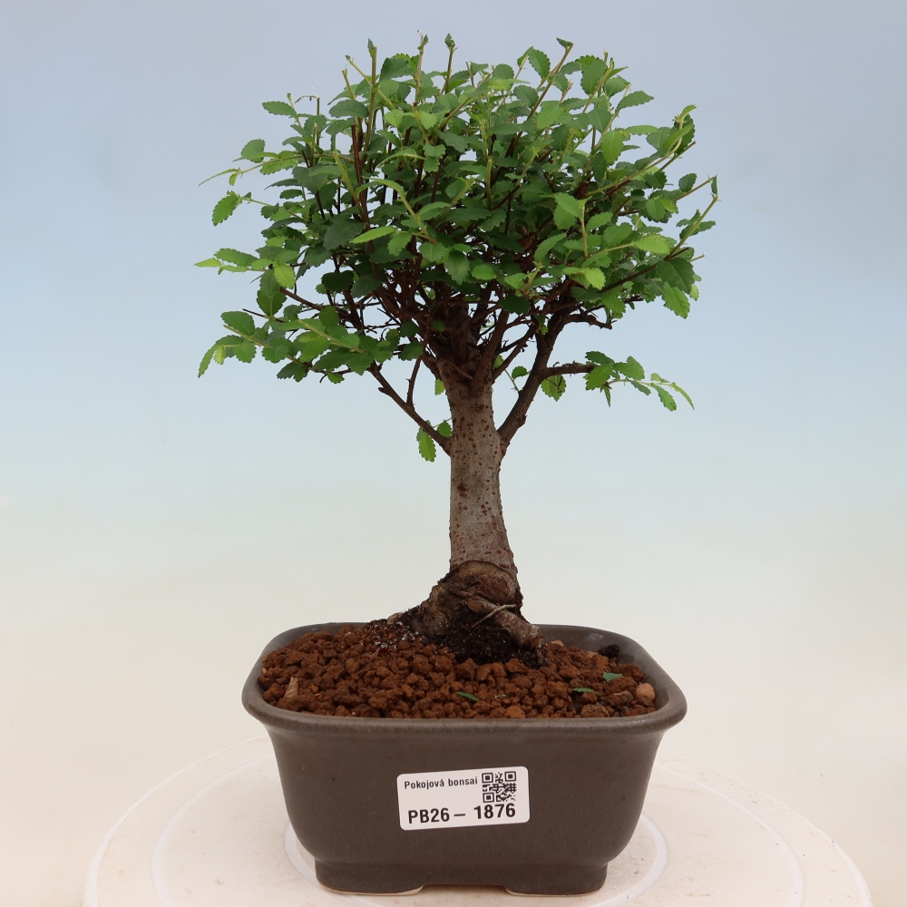 Pokój bonsai - Ulmus parvifolia - Wiąz drobnolistny