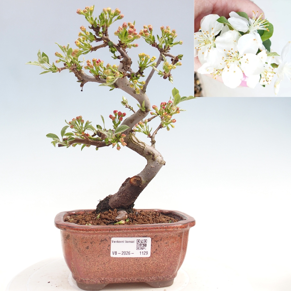 Outdoor bonsai - Malus sargentii - Jabłoń drobnoowocowa