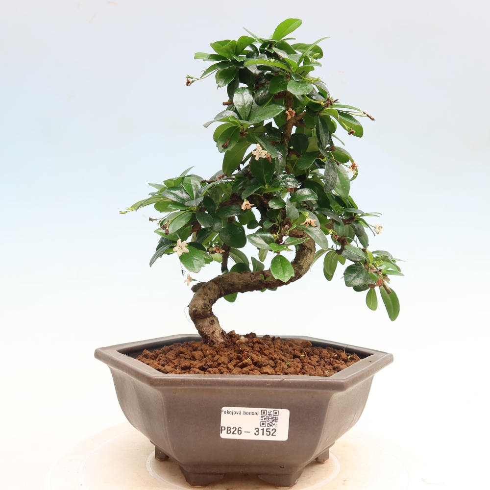 Bonsai pokojowe - Carmona macrophylla - Tea fuki