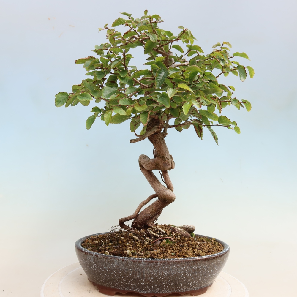 Outdoor bonsai - Carpinus CARPINOIDES - grab koreański