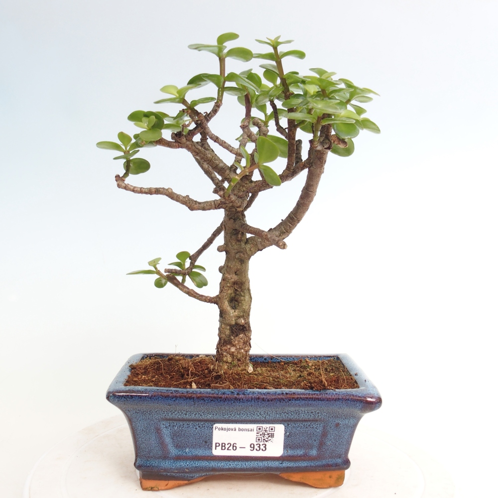 Pokój bonsai - Portulakaria Afra - Tlustice