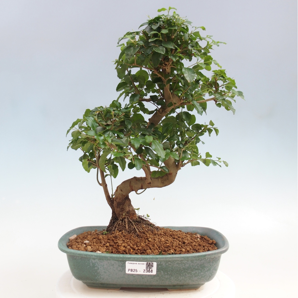 Pokój bonsai -Ligustrum chinensis - Ptasie oko