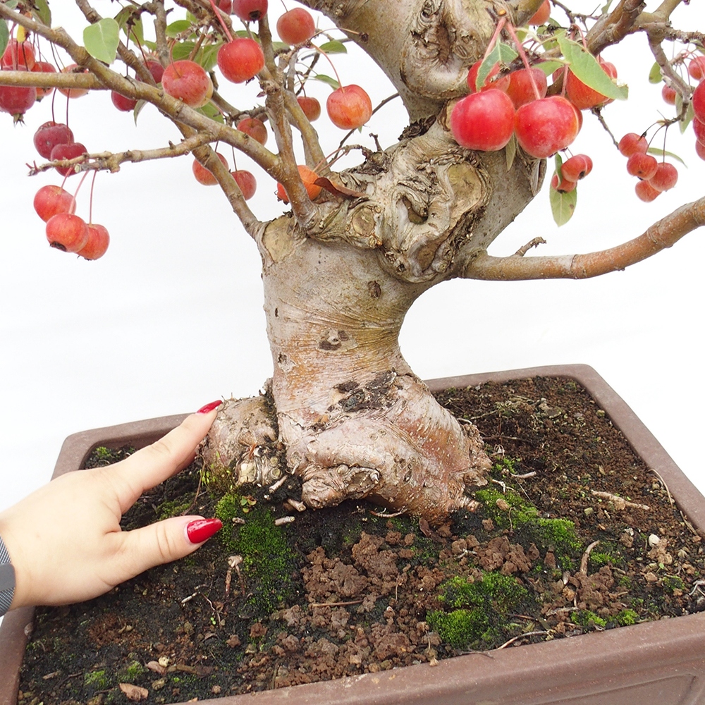Bonsai plenerowe - Malus Halliana - Jabłoń drobnoowocowa