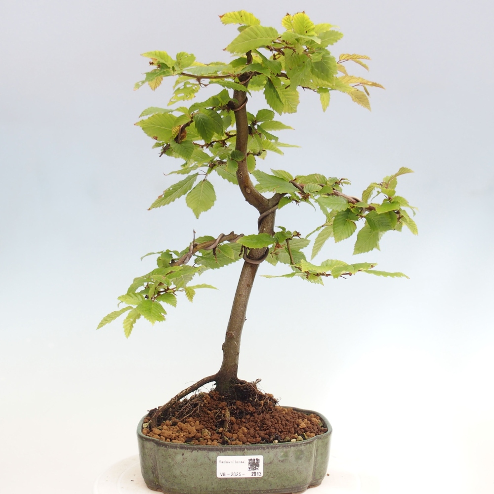 Bonsai zewnętrzne - Grab - Carpinus betulus