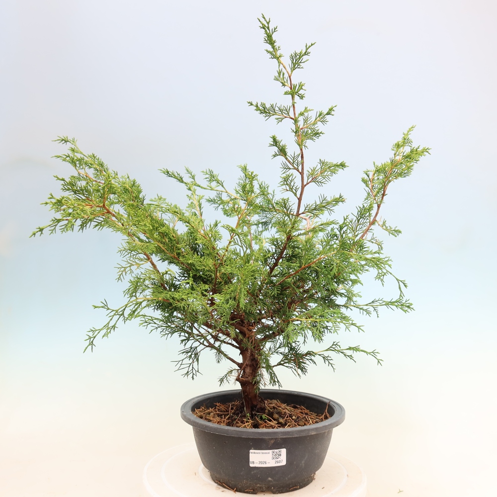 Outdoor bonsai - Juniperus chinensis Itoigawa