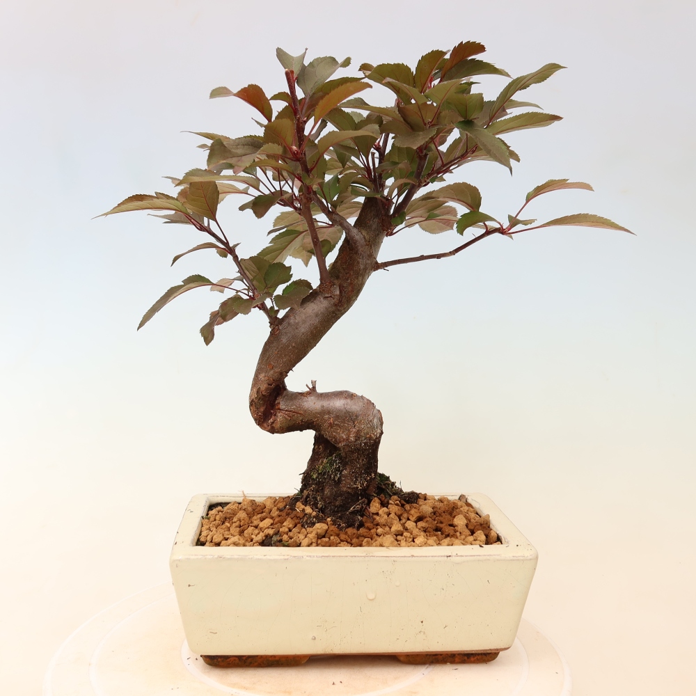 Outdoor bonsai - Malus domestica - Jabłoń czerwonolistna o małych owocach