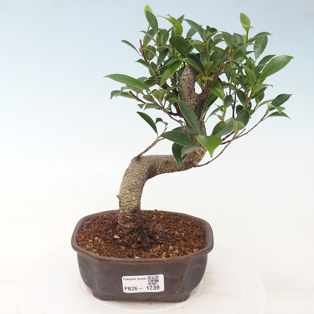Pokój bonsai - Ficus retusa - figowiec drobnolistny