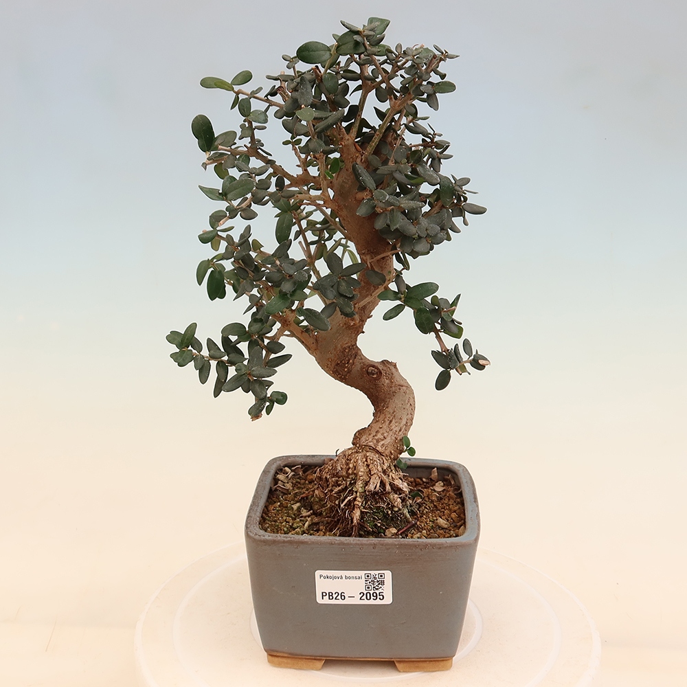 Bonsai do wnętrz - Olea europaea sylvestris