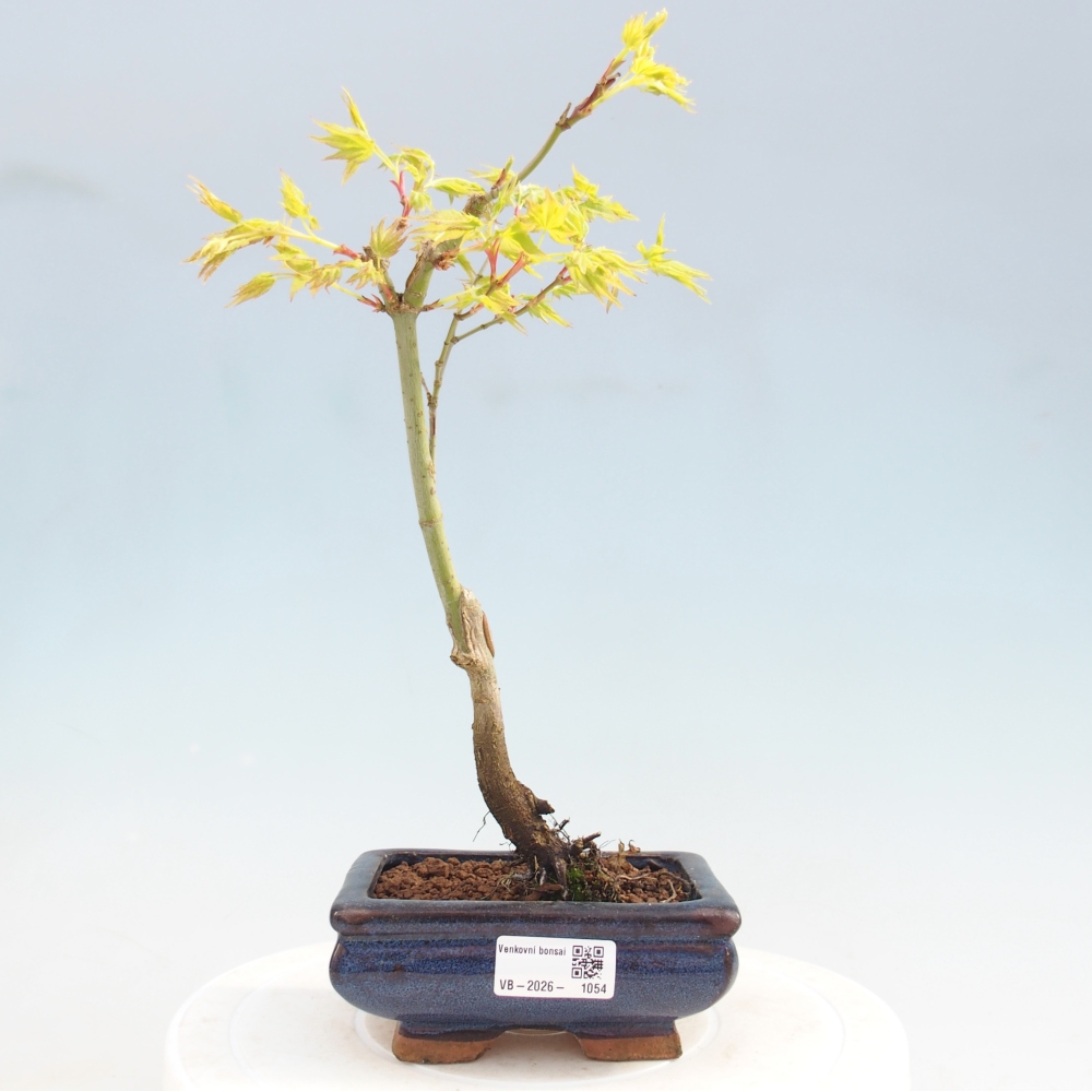 Acer palmatum Aureum - złoty klon