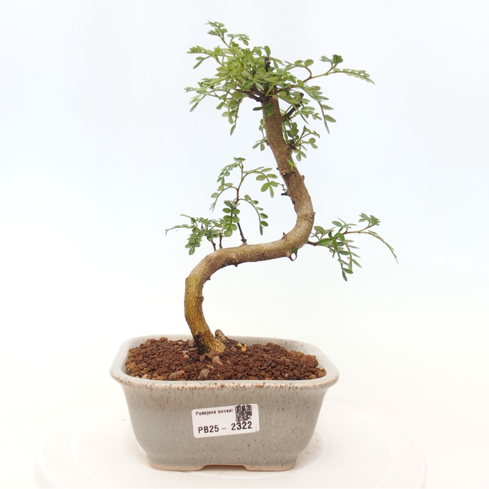 Bonsai do wnętrz - Zantoxylum piperitum - Mięta pieprzowa