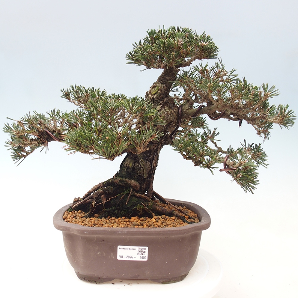 Outdoor bonsai - Pinus thunbergii Kotobuki - Sosna Thunberga