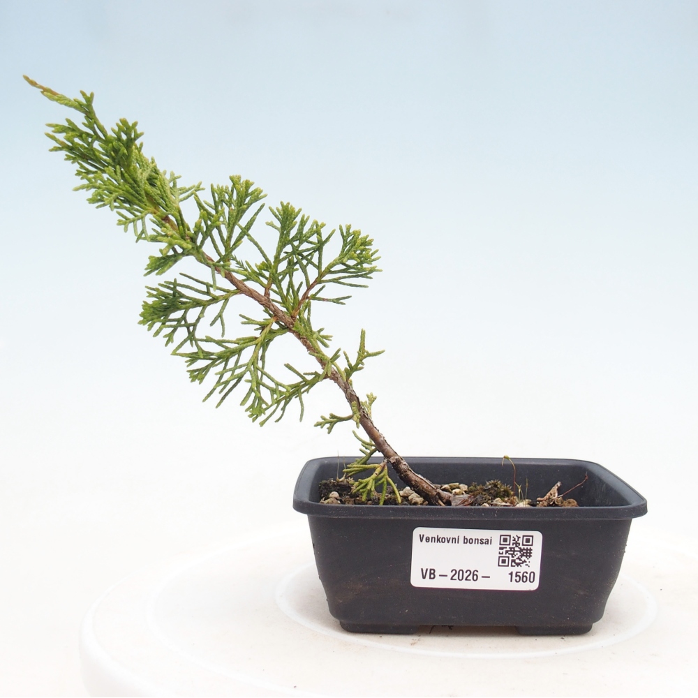 Outdoor bonsai - Juniperus chinensis Itoigawa