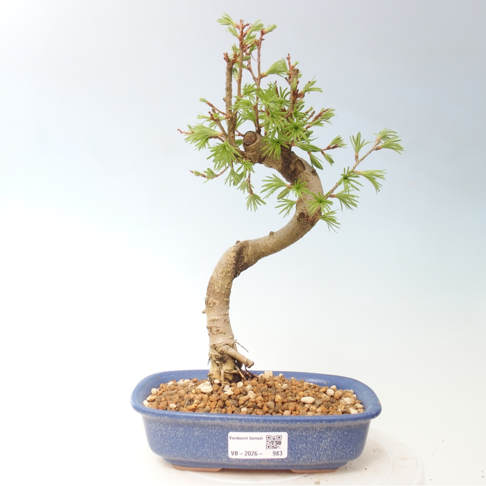 Bonsai zewnętrzne - Pseudolarix amabis-Pseudolarix amabis