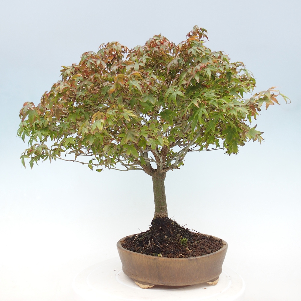 Acer palmatum KIOHIME - klon palmowy