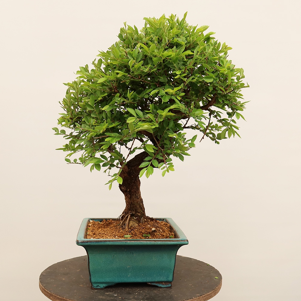 Bonsai na świeżym powietrzu - Zelkova - Zelkova NIRE