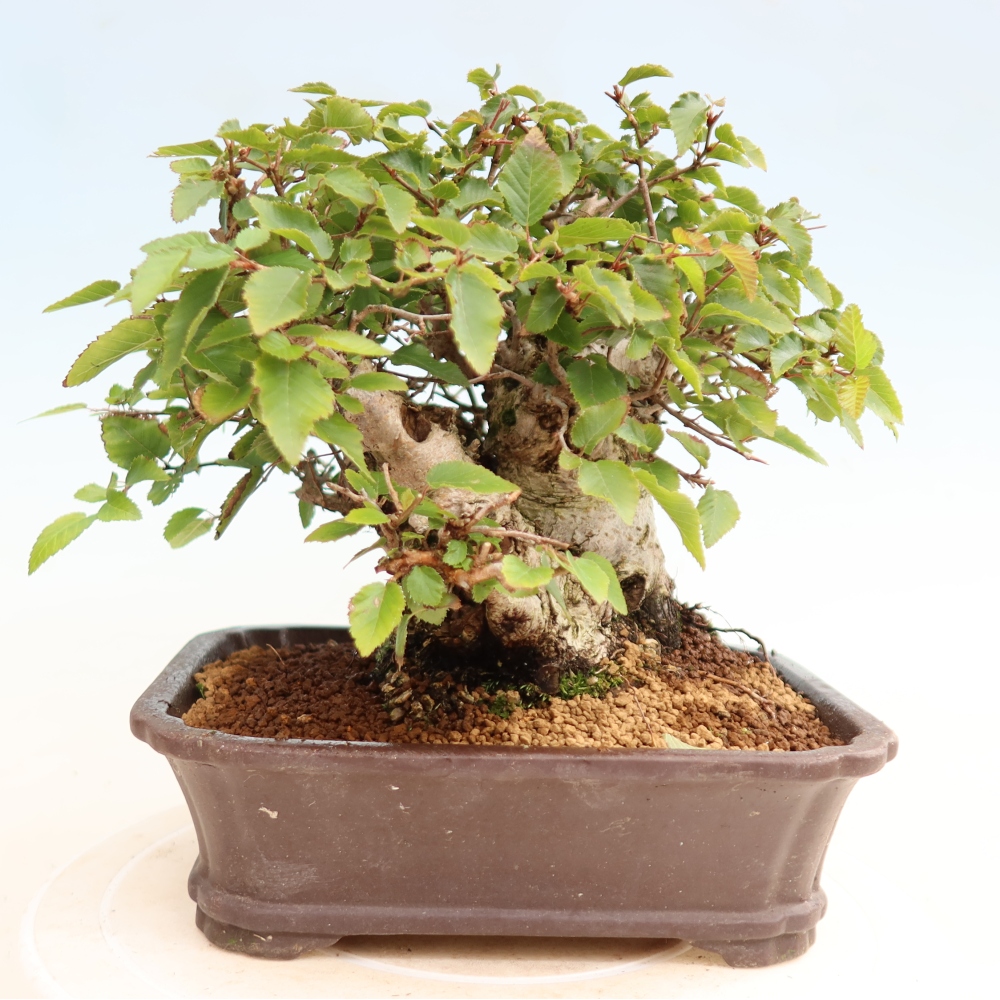 Outdoor bonsai - Carpinus CARPINOIDES - grab koreański