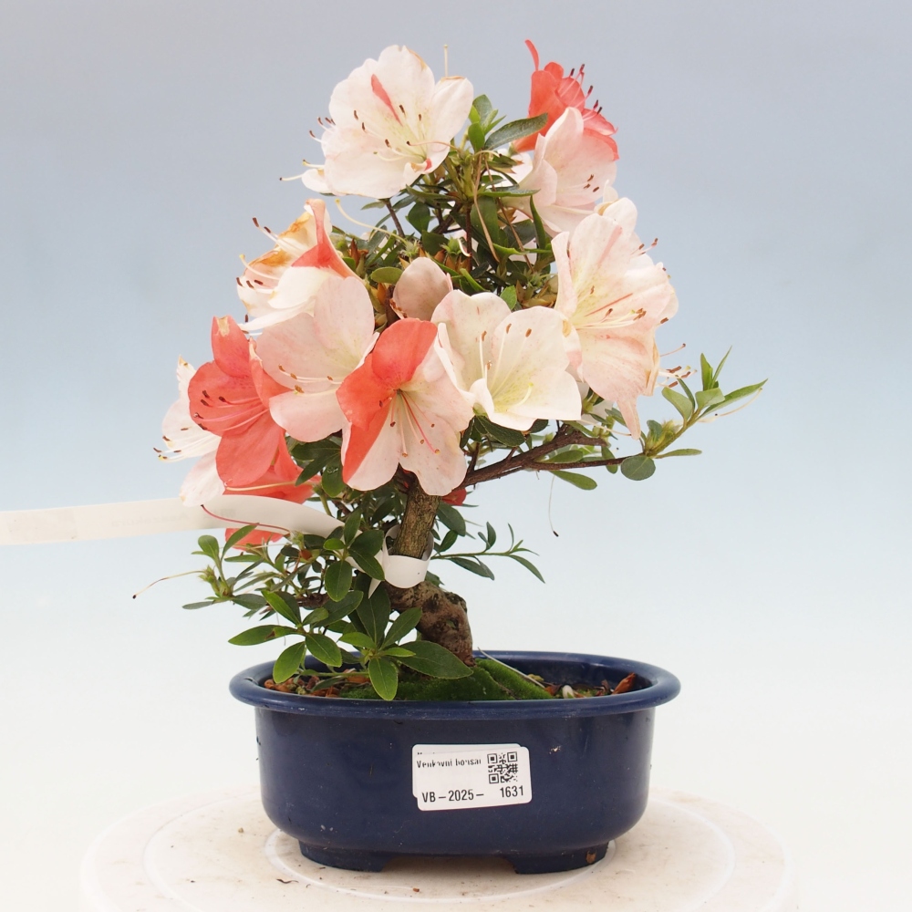 Bonsai ogrodowe - azalia japońska - Azalea Asazakura
