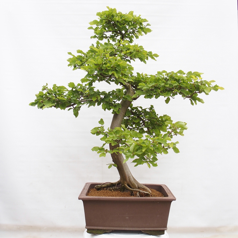 Bonsai zewnętrzne - Grab - Carpinus betulus