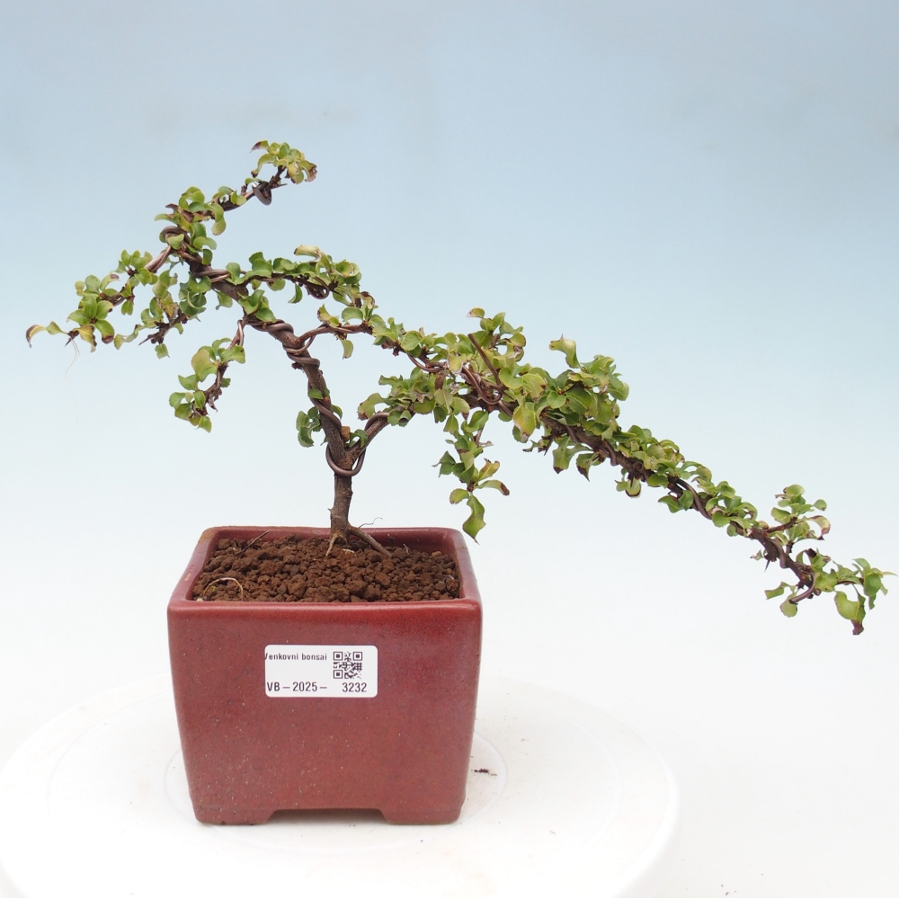Bonsai zewnętrzne - Chaneomeles s. Red Joy - Pigwa
