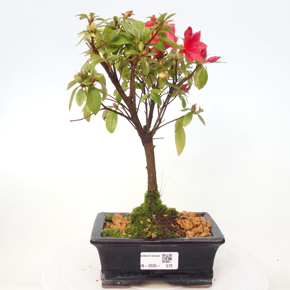 Outdoor bonsai - Azalia japońska - Azalea sp.