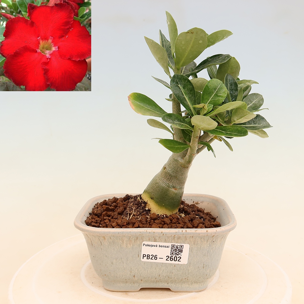 Bonsai pokojowe – Adenium obesum Red Star – Róża pustynna