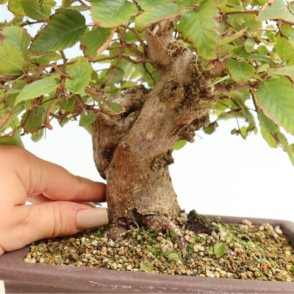 Outdoor bonsai - Carpinus CARPINOIDES - grab koreański
