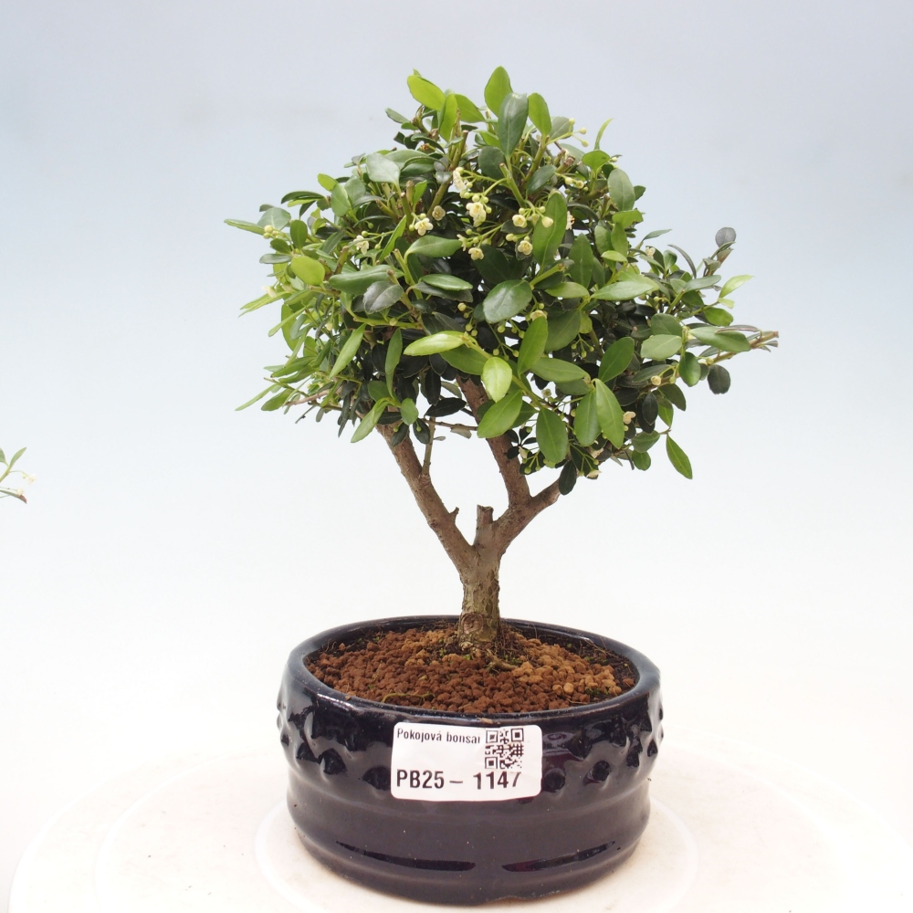 Kryty bonsai - Ilex crenata - Holly