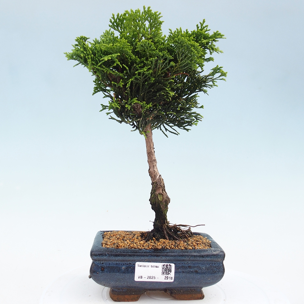 Bonsai na zewnątrz - Cham.pis obtusa Nana Gracilis - Cyprys