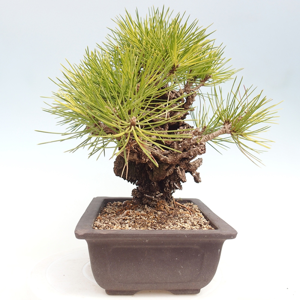 Outdoor bonsai - Pinus thunbergii - sosna Thunberga