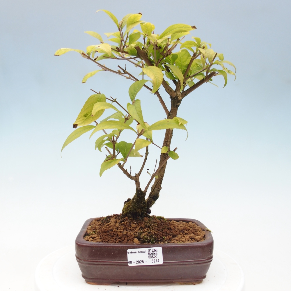 Outdoor bonsai - callicarpa jap Leucocarpa