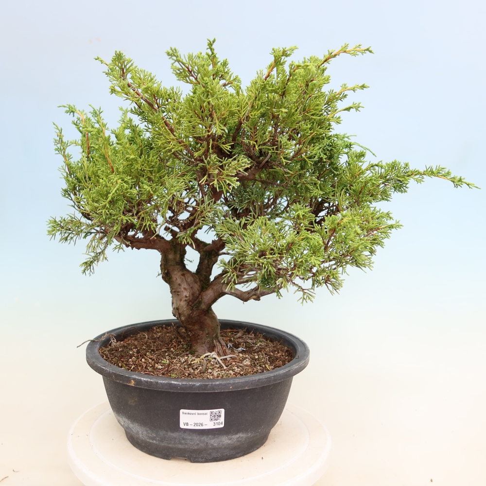 Bonsai ogrodowe – Juniperus chinensis Itoigawa – jałowiec chiński