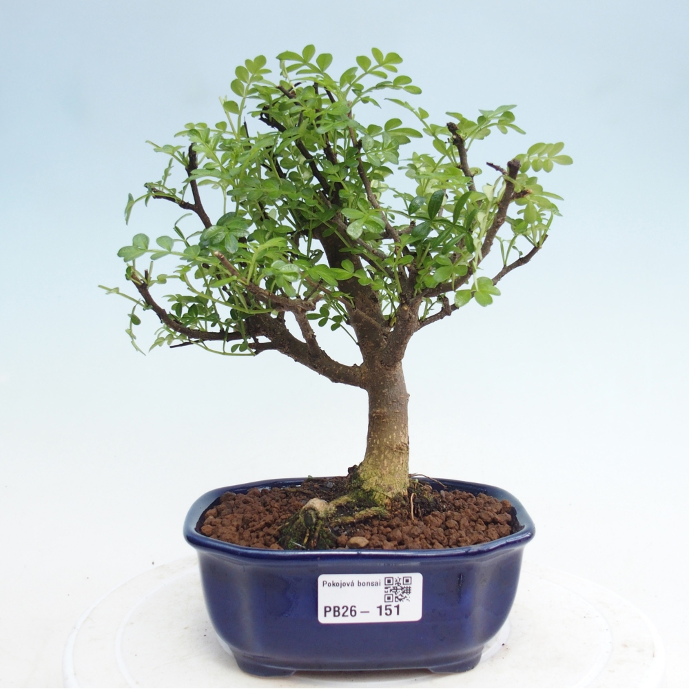 Pokój bonsai - Zantoxylum piperitum - drzewo pieprzowe