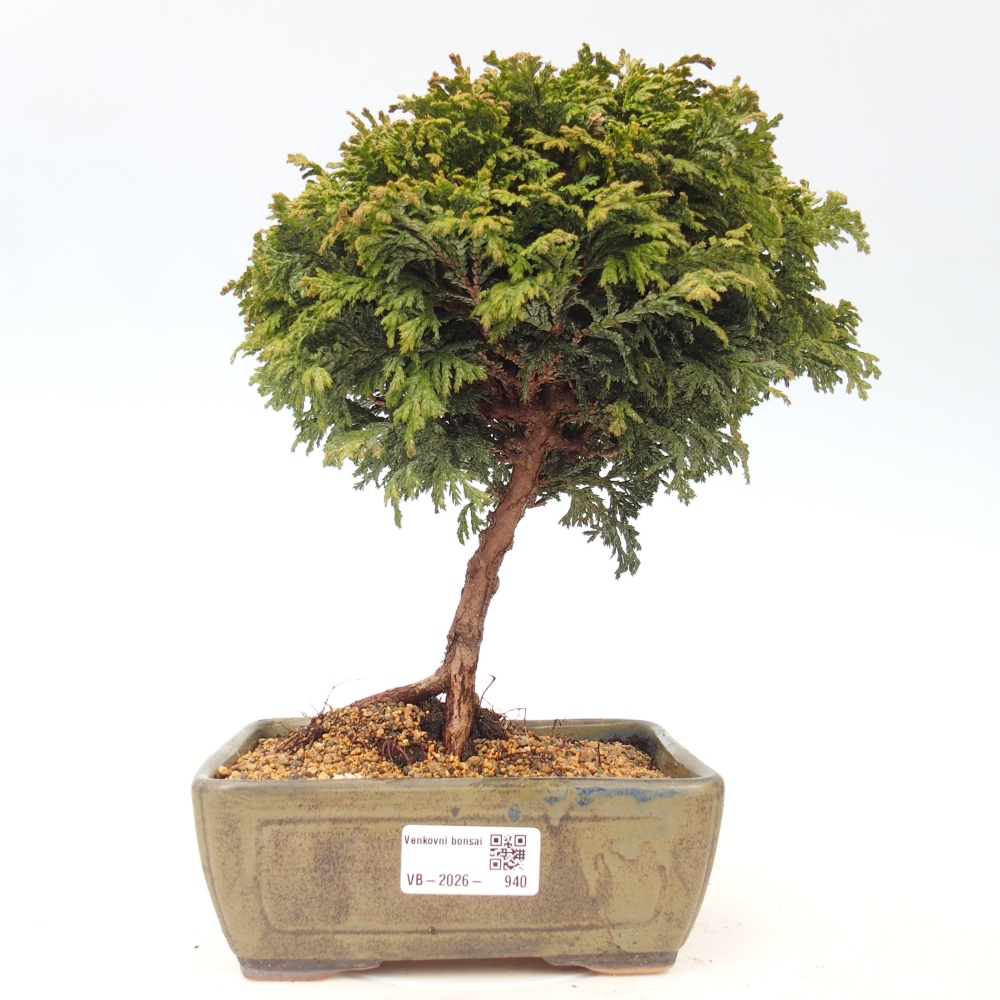 Bonsai zewnętrzne - Cham.pis Parslori - Cyprys