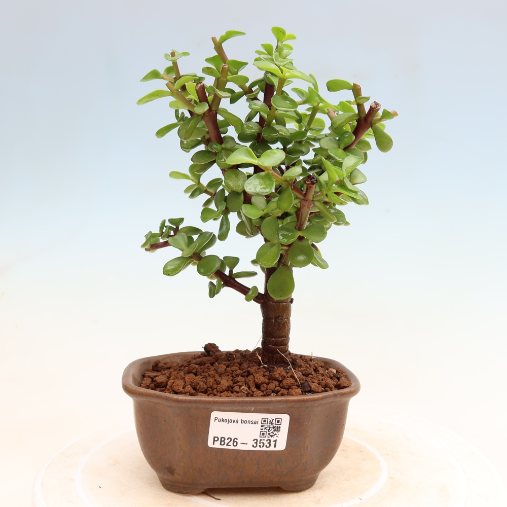 Pokój bonsai - Portulakaria Afra - Tlustice