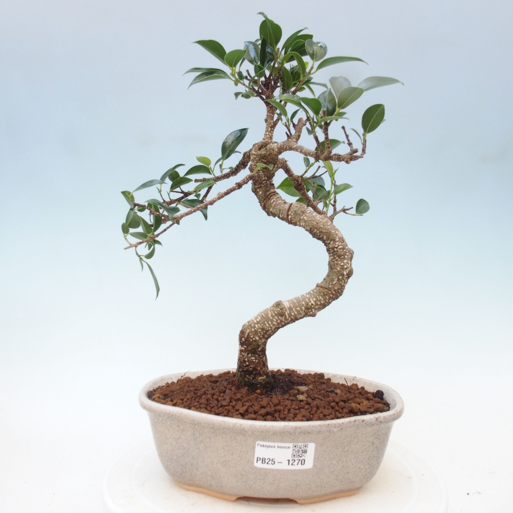 Kryty bonsai - Ficus retusa - figowiec drobnolistny