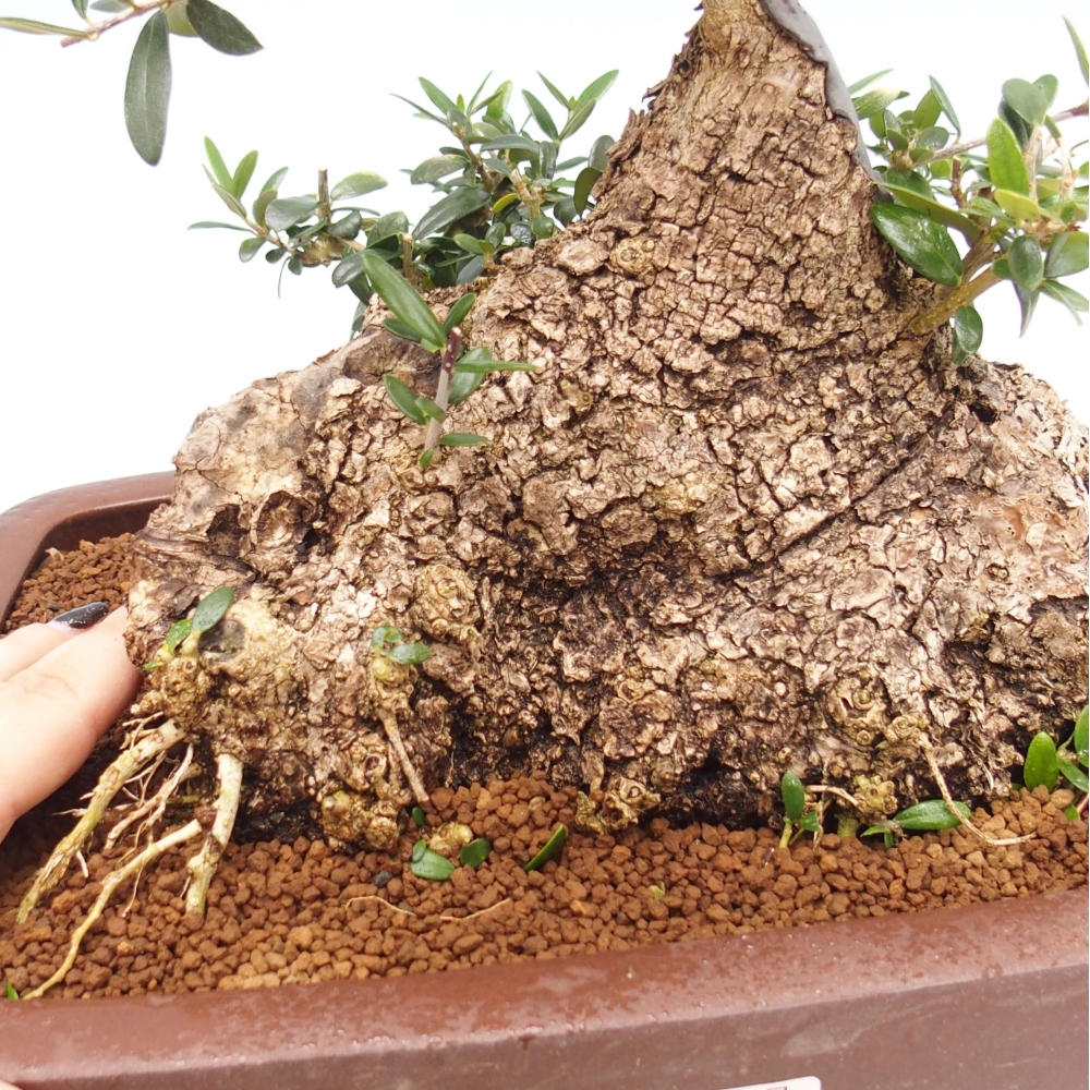 Kryte bonsai - Olea europaea sylvestris - Europejska oliwa z małych liści
