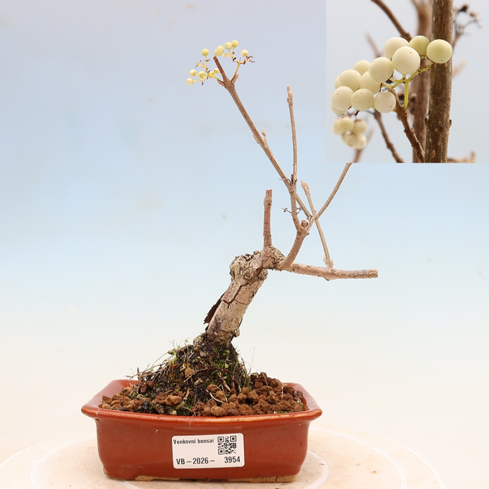 Bonsai ogrodowe – Callicarpa bodinieri Snowqueen – pięknoowocówka