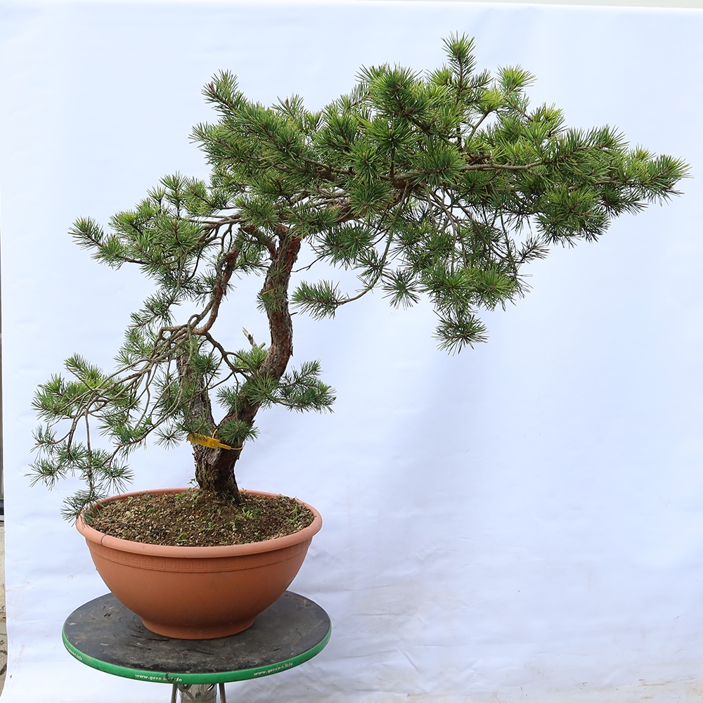 Pinus sylvestris Hiszpania – sosna zwyczajna