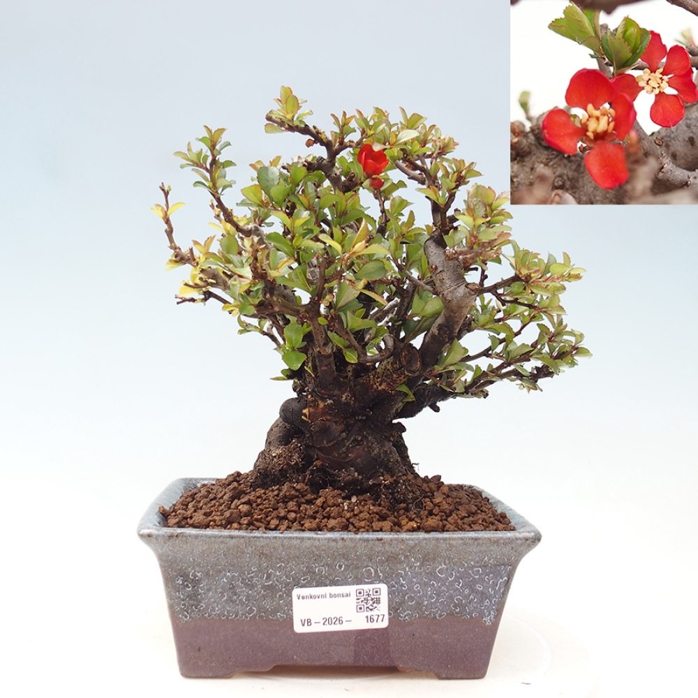 Bonsai zewnętrzne - Chaneomeles speciosa - Pigwa