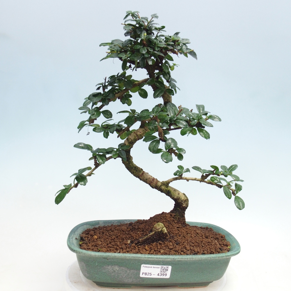 Bonsai pokojowe - Carmona macrophylla - Tea fuki