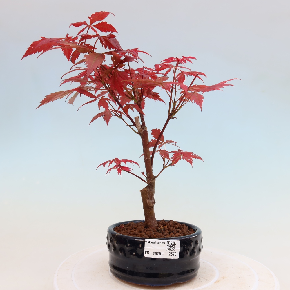 Bonsai na zewnątrz - Palma Acer. Atropurpureum-Javor palmate