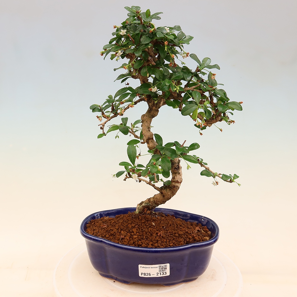 Bonsai pokojowe - Carmona macrophylla - Tea fuki